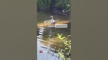 Free Code Big Profits#coding #programming #javascript #python