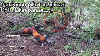 LUAR BIASA....!!!! PIKAT BARU..POIN AYAM HUTAN MUDA...