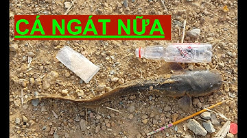 giới thiệu điểm câu cá ngát gần cầu thủ bộ -- TH Fishing