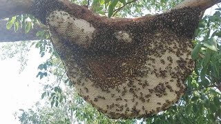 ลุยหาน้ำผึ้งเดือน 5 ได้น้ำผึ้ง 30 กว่าโลคุ้มมาก #ผึ้งหลวง #พรานผึ้งบ้านนอก