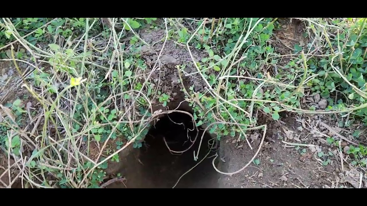 Educational video on Traditional Terrier Work State Side