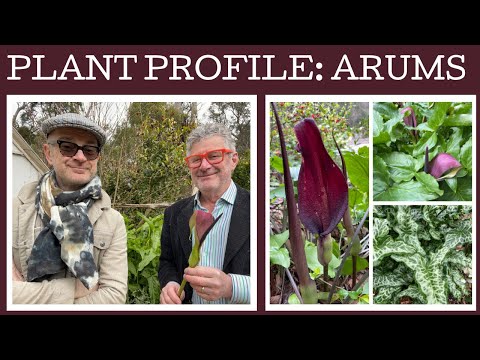 Vídeo: Lords And Ladies Arum Info: Como Plantar Lordes e Damas no Jardim