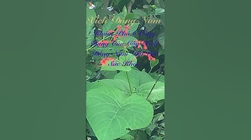 Khám Phá 6 Công Dụng Của Cây Xích Đồng Nam Đối Với Sức Khỏe #bacsilinh #dongyhiendai