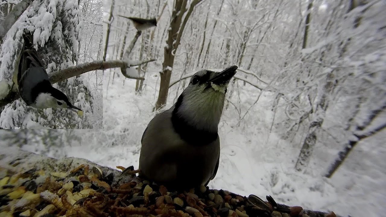 Blizzard Birds * February 5, 2016 YouTube