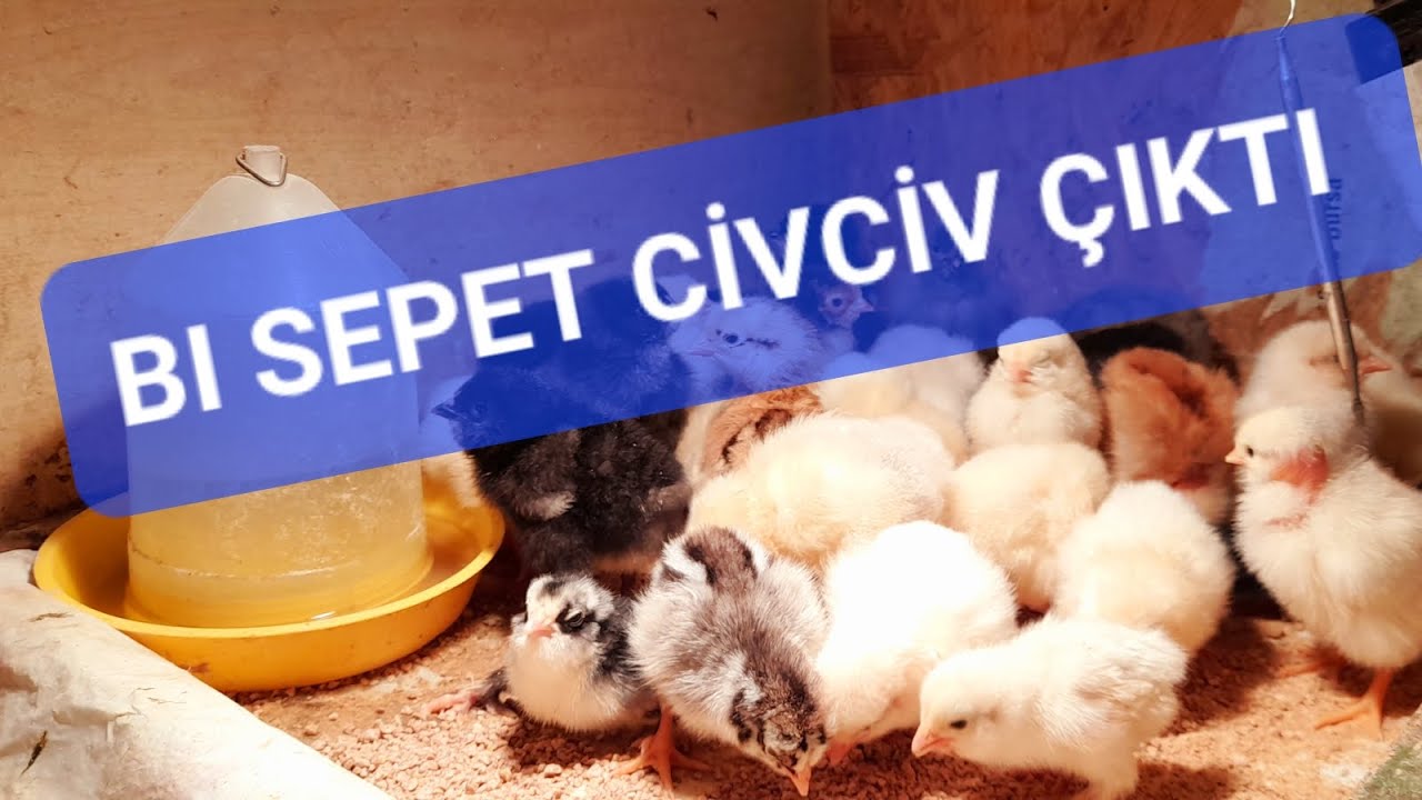 VGS 49-50 KULUÇKA MAKİNESİ ÇIKIM #kuluçkamakinesi #civcivbakımı #tavuk #vgs