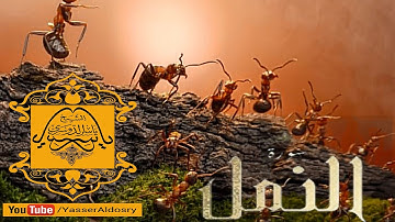 تلاوة رائعة لسورة النمل للشيخ ياسر الدوسري || AN-NAML )English )