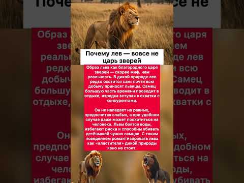 🦁 Почему лев — вовсе не царь зверей #хочуфакты #юмор #животныешляйх #факты