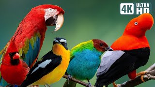 Most Magnificent Birds of America | Soothing Sounds | Serene Birdsong | Breathtaking Natural Beauty