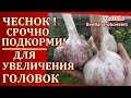 ПОДКОРМКА ЧЕСНОКА, ЧТОБЫ ГОЛОВКИ ВЫРОСЛИ КРУПНЫЕ  УХОД ,МУЛЬЧИРОВАНИЕ ПОДКОРМКА ОТ А ДО Я