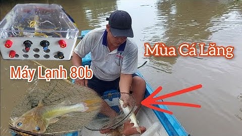 Test thực tế kích lạnh thả cáp cá da trơn 80b Cá trê thác lác lăng chốt chạch bao cá lên đẹp