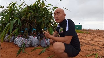 HÔM NAY THÉP ĐƯỢC ANH NÔNG DÂN Ở AN GIANG TẶNG 1.200 CÂY TRE KHỦNG LỒ ĐỂ TRỒNG CHẮN GIÓ