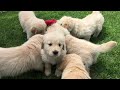 Golden Retriever Puppies Playing