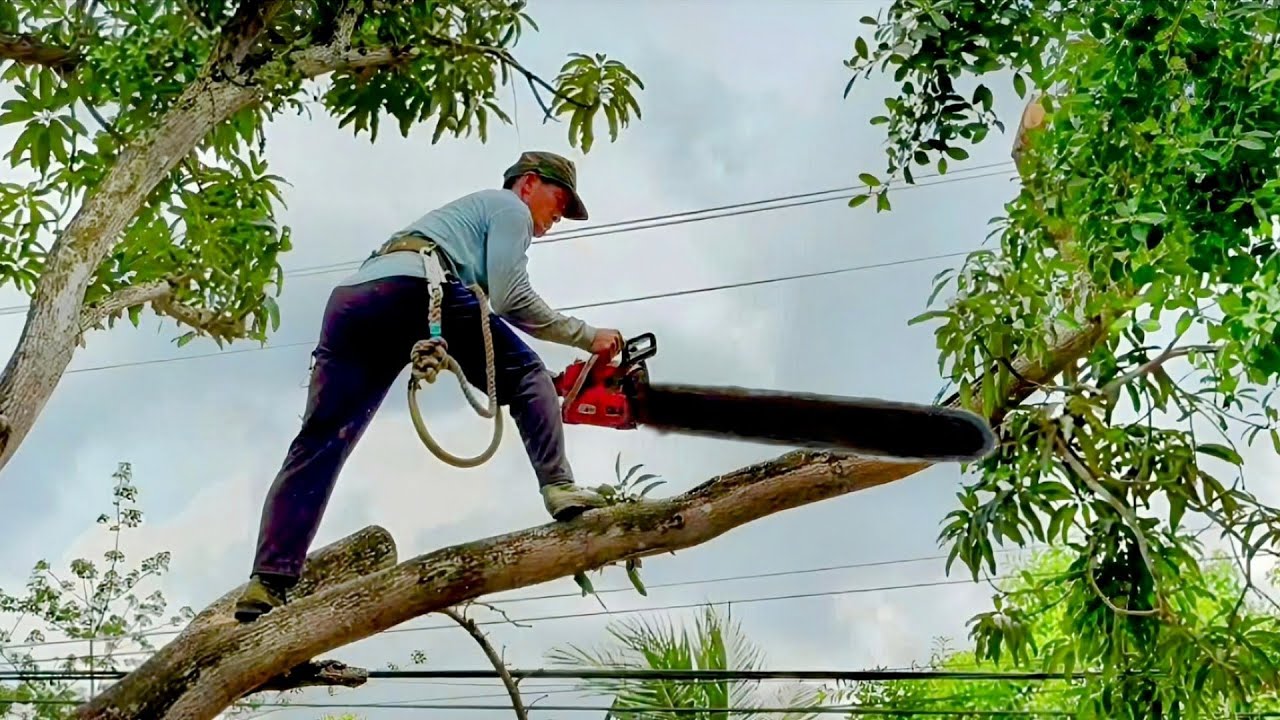 Cưa cây xoài siêu to , Nhiều nhánh , Gần dây điện . Cưa cây kỷ thuật cao
