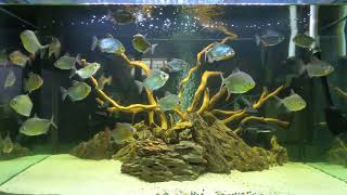 Huge Silver Dollar Aquarium