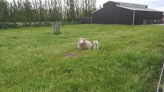 Lamb jumping All over totally
