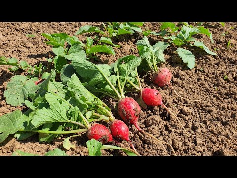 Video: Avokado trulež - saznajte više o truleži drveća avokada