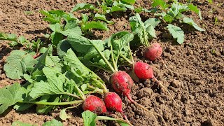 How to make radish fruits beautiful and large - learn the secret of cultivation