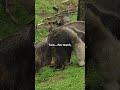 5 Mind-Blowing Facts About Anteaters