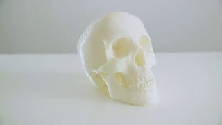 3D Printed Skull - Aemca.pl