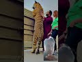 OMG لڑکی کی اتنی غیرت Love Lion Animal Tigerlion Shortsvideo Youtubeshorts Youtube Cute 