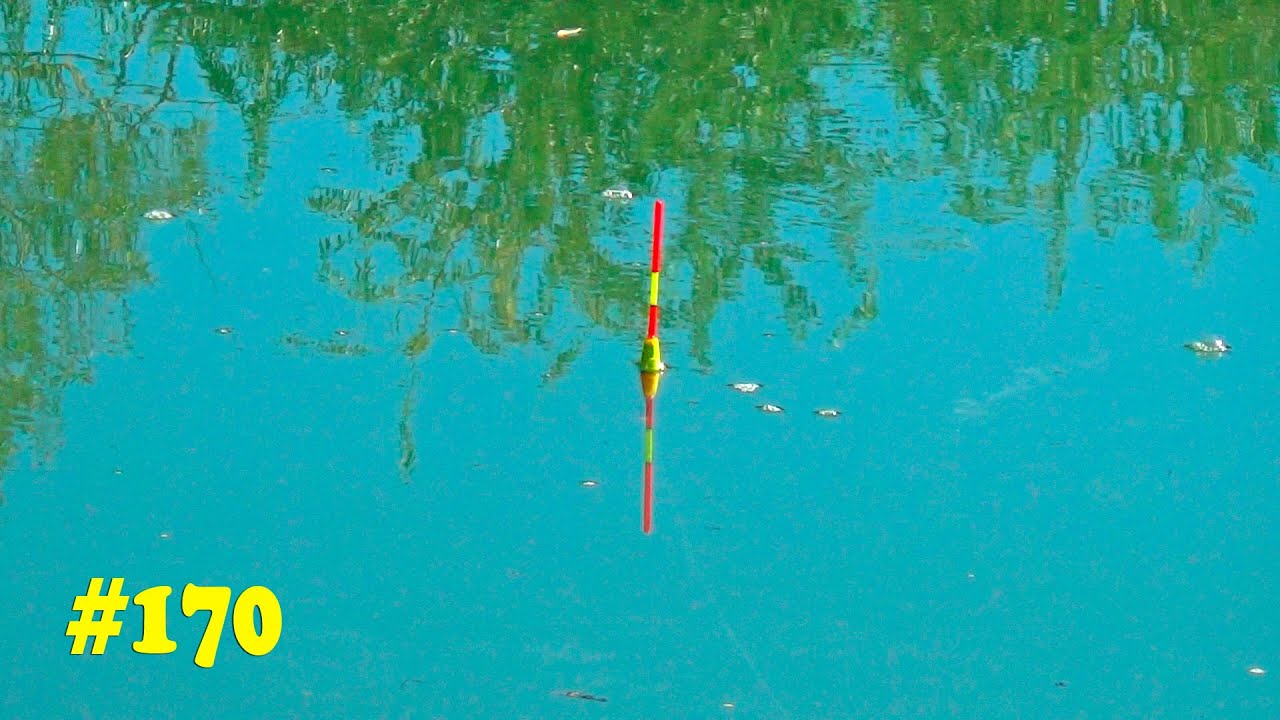 рыбалка с удочкой в ​​реке. Большая рыбалка с тонкой поплавочной удочкой. Ловля карпа на кукурузу