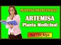 Artemisa Planta Medicinal y Para Que Sirve La Artemisa