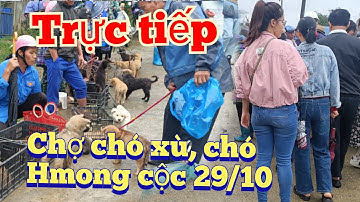 Bê Bê Núi đang phát trực tiếp Chợ chó Bắc Hà 29/10