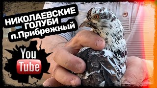 Николаевские голуби. п.Прибрежный. Атака вороны и ястреба. 2023