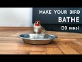 Encourage your birds to bathe - Bathing video - 30 minute loop