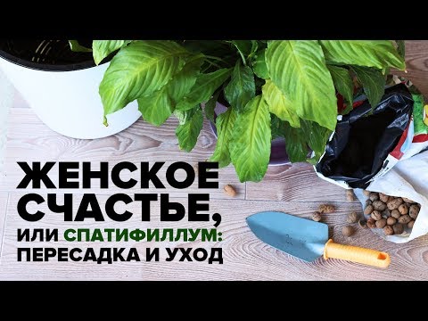 Спатифиллум или Женское счастье пересадка и уход в домашних условиях