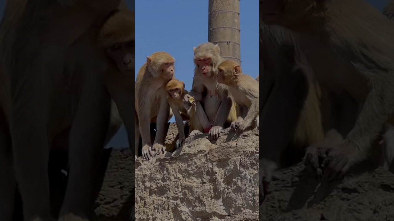 I Feed Ginger To The Monkeys