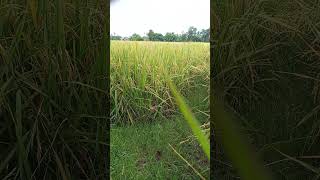sawah #backyardgarden #lagu #garden #containergardening #gardening #aktivitasdiladangberkebun