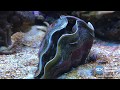 Giant clam opens up