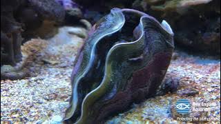 Giant Clam Opens Up