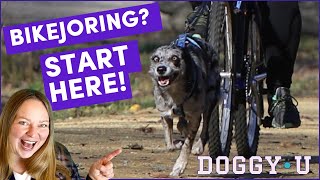 Bikejoring Equipment, Training, and Getting Started: Biking with Your Dog