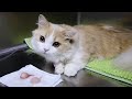 小猫咪绝育，醒后还被迫看自己的蛋蛋，实惨！｜花花与三猫 Cat Live