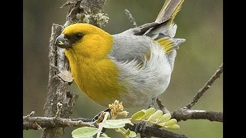 Shockwave Visualization II without exit duct