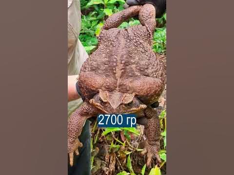 В Австралии нашли жабу размером с младенца - YouTube