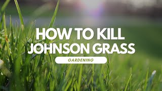 How To Kill Johnson Grass
