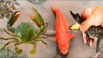 Cá Sấu Cảnh, Cá Chép Vàng, Cua Màu Sắc, Cá Lóc, Động Vật Dễ Thương