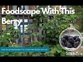 Blackberry bushes in your landscape