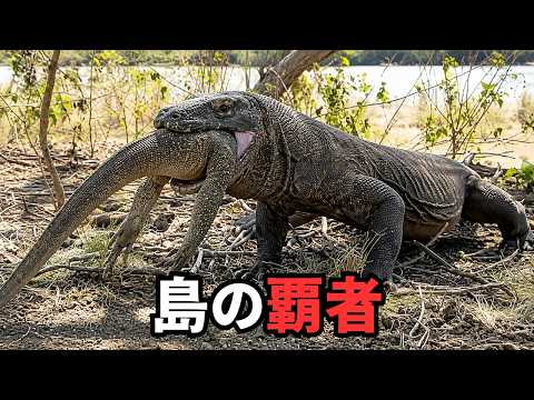 コモドドラゴンの島｜大型の肉食獣がいない世界のサムネイル