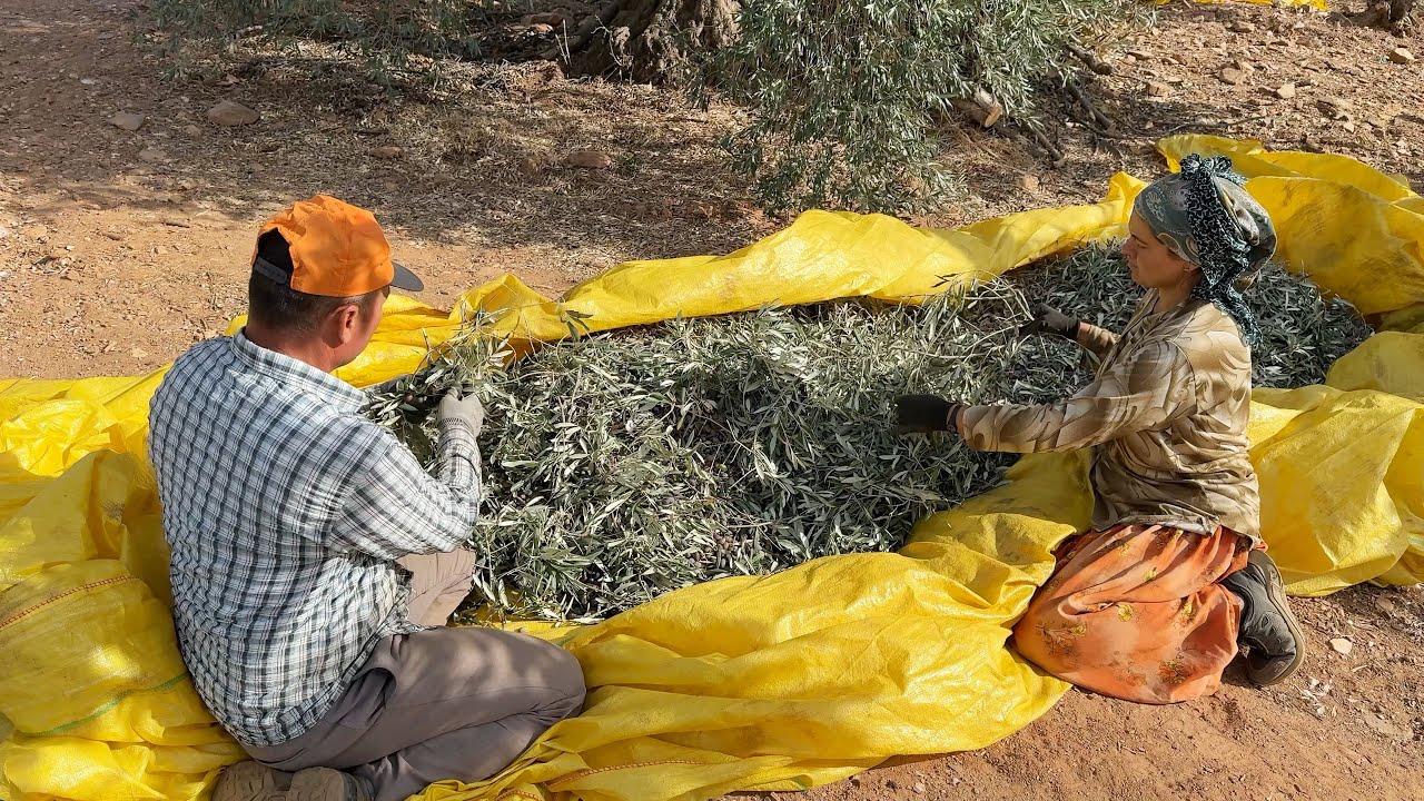 Aydın’da Memecik Cinsi Yağlık Zeytin Hasatı Başladı
