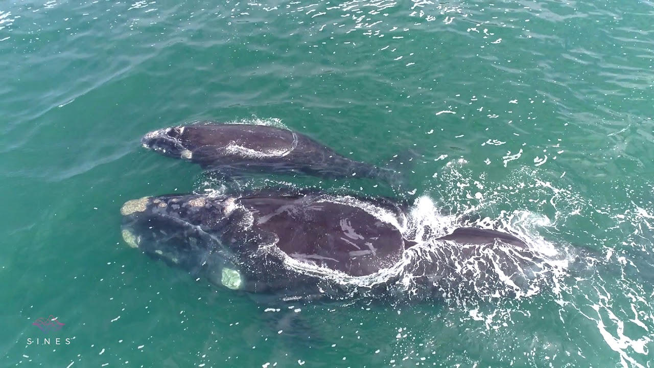 432Hz Ocean Whale Bliss Crown 963Hz Gamma Binaural