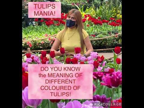 Video: Gray Na Amag Ng Mga Tulip