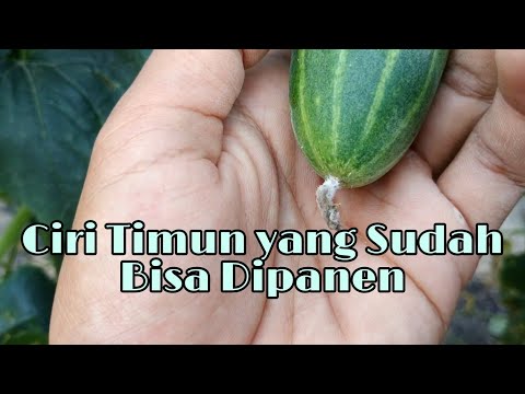 Video: Memanen Mentimun Matang - Tips Memanen Dan Menyimpan Buah Mentimun