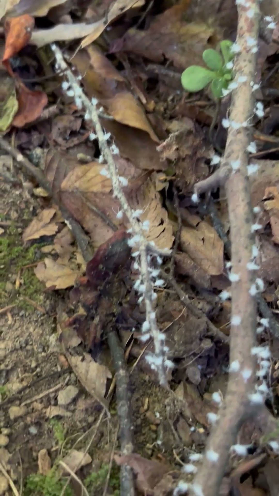 Woolly Aphids Appear to Dance on Sticks in the Field
