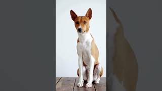 Basenji dog breed  #basenji #dogs #dog #doglover