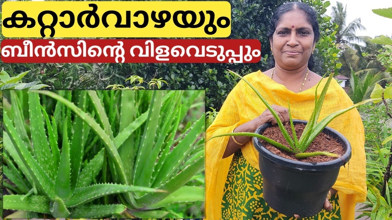 കറ്റാർവാഴ - ടെറസ്സിൽ | Aloe Vera farming on terrace in container or pot | Malayalam