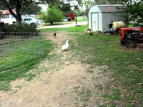 Wendy vs the ducks